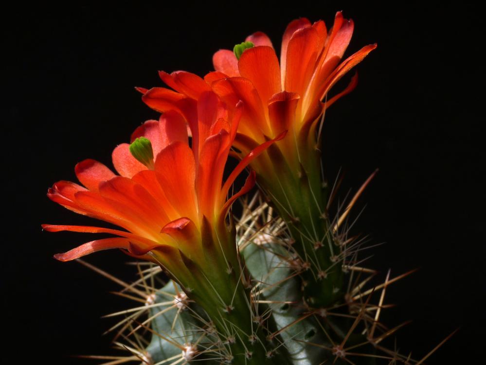 Echinocereus